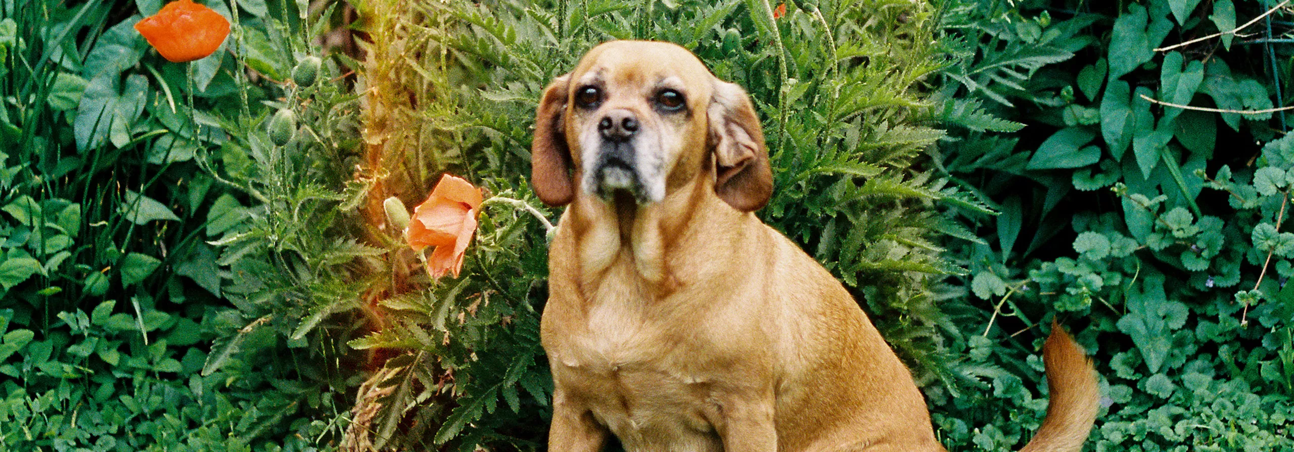 从心出发，为爱宠打造温馨家园。